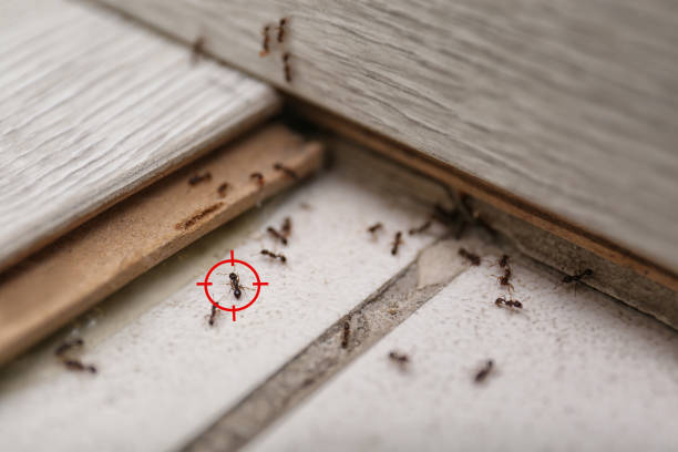 Reliable Campbell, OH Pest Control Solutions