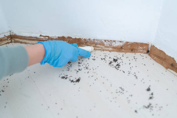 Best Pest Control for Homes  in Campbell, OH