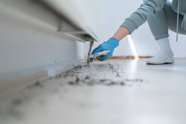 Best Rat Extermination Near Me  in Campbell, OH
